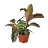 Ficus Elastica ‘Ruby Pink’ – 6″ Pot – NURSERY POT ONLY -Garden Leaf Shop 1 Ficus RubyPink 6 66e9221f 5935 4920 af5e e143a338e794