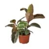 Ficus Elastica ‘Ruby Pink’ – 4″ Pot – NURSERY POT ONLY -Garden Leaf Shop 1 Ficus RubyPink 6 abd78ad8 1951 496d afd6 04315e8d700b