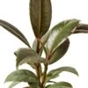 Ficus Elastica ‘Tineke’ – 4″ Pot – NURSERY POT ONLY -Garden Leaf Shop 1 Ficus Tineke 4DETAIL fd9b5f72 14a5 4924 85af c86e0454ddc2