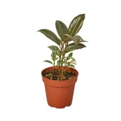 Ficus Elastica ‘Tineke’ – 4″ Pot – NURSERY POT ONLY -Garden Leaf Shop 1 Ficus Tineke 4MAIN 2ec671a0 65d9 46f4 90ff b9a322efba7e