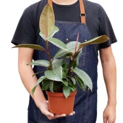 Ficus Elastica ‘Tineke’ – 6″ Pot – NURSERY POT ONLY -Garden Leaf Shop 1 Ficus Tineke 6 HOLD 4ce2bc5f 481f 4cf9 baf7 12475c8d2f24