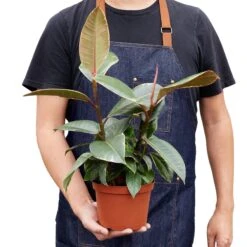 Ficus Elastica ‘Tineke’ – 4″ Pot – NURSERY POT ONLY -Garden Leaf Shop 1 Ficus Tineke 6 HOLD 97457194 3147 48fa a634 98cd823ce97e