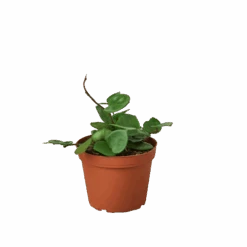 Hoya Carnosa ‘Chelsea’ – 6″ Pot – NURSERY POT ONLY