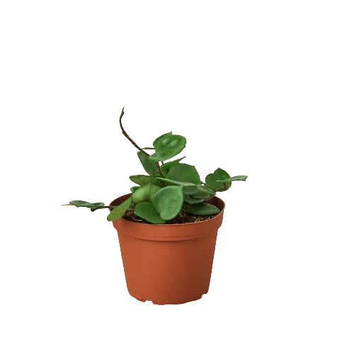 Hoya Carnosa ‘Chelsea’ – 4″ Pot – NURSERY POT ONLY 3 Hoya Carnosa ‘Chelsea’ – 4″ Pot – NURSERY POT ONLY