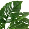 Monstera Adansonii ‘Swiss Cheese’