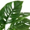 Monstera Adansonii ‘Swiss Cheese’ – 4″ Pot – NURSERY POT ONLY