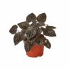 Peperomia ‘Ripple Red’ – 4″ Pot – NURSERY POT ONLY -Garden Leaf Shop 1 Peperomia Ripple Red 4 a7541174 839e 4a18 8d0c 41f3861229e5