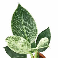 Philodendron ‘Birkin’ – 6″ Pot – NURSERY POT ONLY