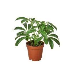 Schefflera Arboricola ‘Umbrella’ -Garden Leaf Shop 1 Schefflera Arboricola 2 c2346d3e 468c 45aa b580 e18771a033d3