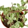 Succulent ‘Rainbow Elephant Bush’ 1 Succulent ‘Rainbow Elephant Bush’ -Garden Leaf Shop 1 Succulent Parthcalaria Elephant Bush Var DETAIL 4