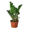 Zamioculcas Zamiifolia ZZ – 6″ Pot –NURSERY POT ONLY -Garden Leaf Shop 1 Zamioculcas Zamiifolia 6 2da55190 cacf 4808 8299 86d6e738bf03