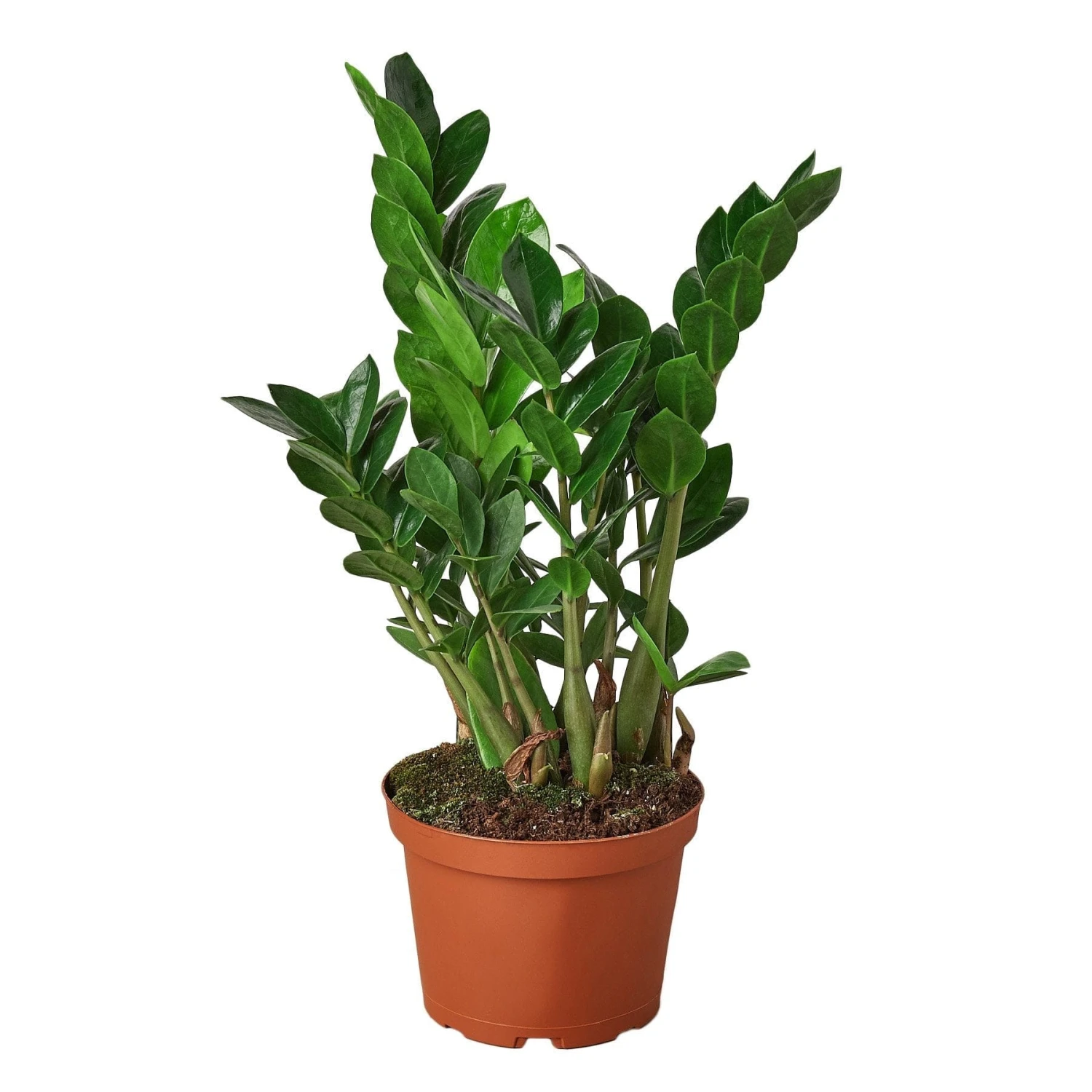 Zamioculcas Zamiifolia ZZ – 6″ Pot –NURSERY POT ONLY