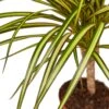 Dracaena Marginata ‘Sunshine’ -Garden Leaf Shop 107758ef f2a9 5ee6 aad8 3d33f48fd782