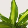 Dracaena Golden Heart -Garden Leaf Shop 10 DRACAENA GOLDEN.HEART 2