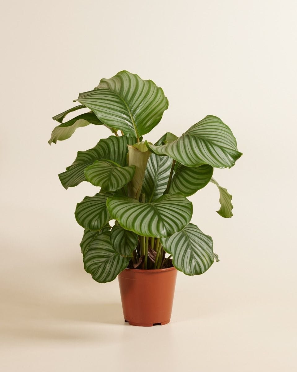 Front Page -Garden Leaf Shop 11image