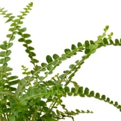 Fern ‘Lemon Button’
