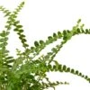 Fern ‘Lemon Button’ – 6″ Pot – NURSERY POT ONLY 1 Fern ‘Lemon Button’ – 6″ Pot – NURSERY POT ONLY -Garden Leaf Shop 157af3b7 a9b7 5ca1 a7ce 9eb58e3dfac8 3a8ae919 2e01 4b9a 9693 a9830cac4fb9