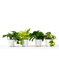 4 Different Pothos Plants In 4″ Pots – Live House Plant