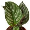 Calathea ‘Ornata’ -Garden Leaf Shop 1a2fdea3 c96b 5264 97bd d74d2321e3bf