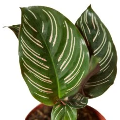 Calathea ‘Ornata’