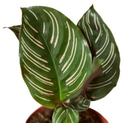 Calathea ‘Ornata’ – 4″ Pot – NURSERY POT ONLY