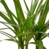 Dracaena Marginata Cane – 4″ Pot – NURSERY POT ONLY -Garden Leaf Shop 1a68dea7 68aa 5c05 b4ba 48ef1f9d489f 62e110c0 1602 4f58 981f ebcdef44e0b9