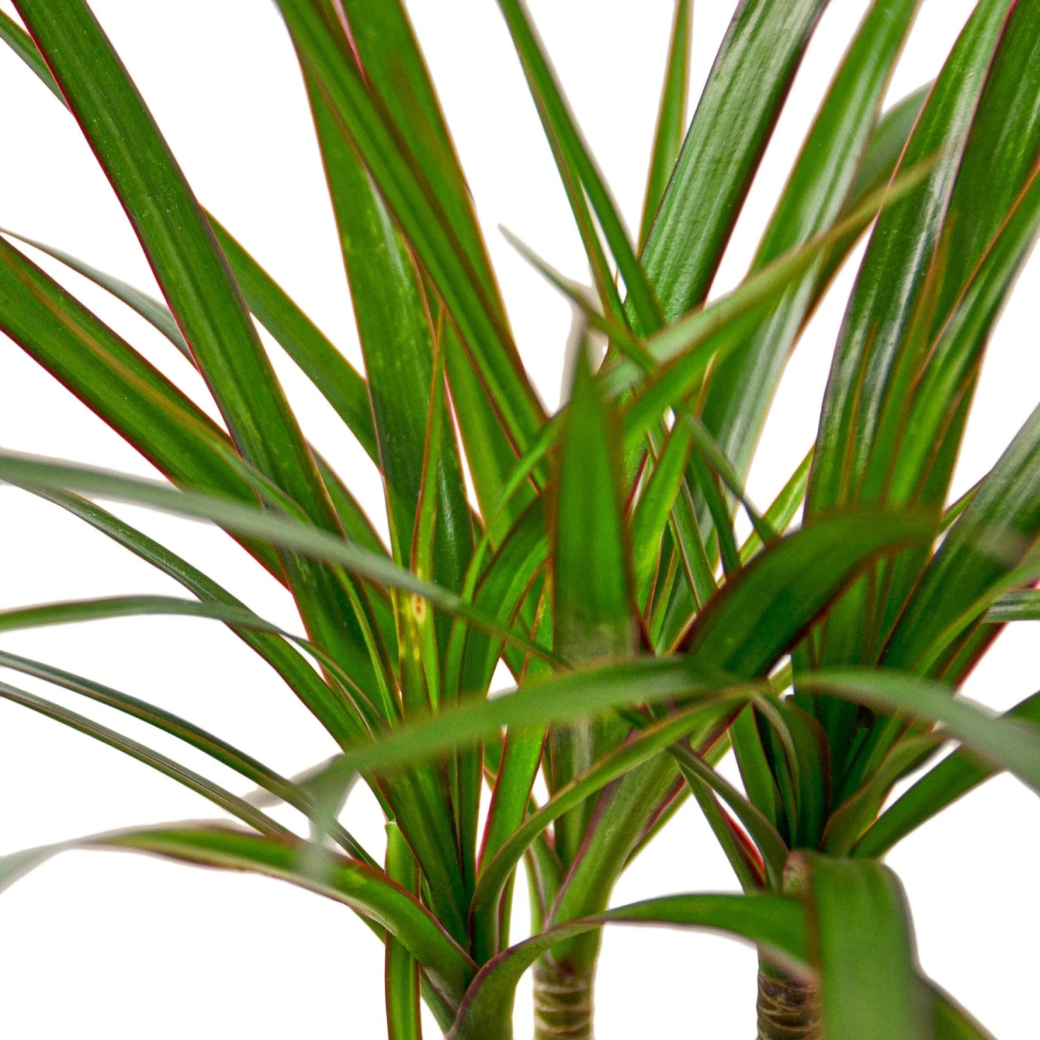 Dracaena Marginata Cane – 4″ Pot – NURSERY POT ONLY 3 Dracaena Marginata Cane – 4″ Pot – NURSERY POT ONLY