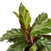Calathea Rufibarba ‘Furry Feather’ -Garden Leaf Shop 2625937a b655 559e a66d 6215c861071f