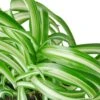 Spider Plant ‘Bonnie’ -Garden Leaf Shop 297e9109 18dd 5f7a ac5d 5211e6ada24f