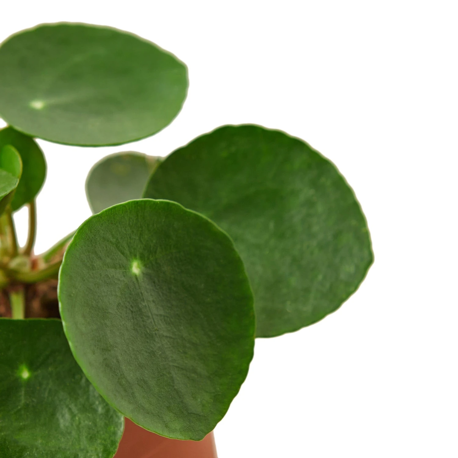 Pilea Peperomioides ‘Chinese Money’ 3 Pilea Peperomioides ‘Chinese Money’