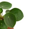 Pilea Peperomioides ‘Chinese Money’ – 6″ Pot – NURSERY POT ONLY 2 Pilea Peperomioides ‘Chinese Money’ – 6″ Pot – NURSERY POT ONLY -Garden Leaf Shop 29c046c6 62a2 5768 a317 928ff8bbf63c 35026b3f 5903 46df a3aa 1f30260acb4f