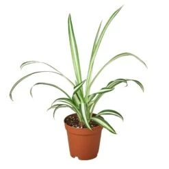 Spider Plant Reverse -Garden Leaf Shop 2 SPIDER REVERSE 1