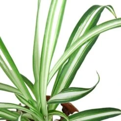 Spider Plant Reverse -Garden Leaf Shop 2 SPIDER REVERSE 2
