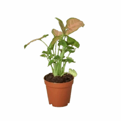 Front Page -Garden Leaf Shop 2 SYNGONIUM STRAWBERRY 1 removebg preview 82e80d1b b338 4b3c 9a2e 791dc06b0e2f