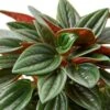 Peperomia Rosso 1 Peperomia Rosso -Garden Leaf Shop 2af6cd46 d681 5acf b6eb 77c0e82c72cd
