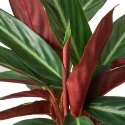 Stromanthe Sanguinea 7 Stromanthe Sanguinea -Garden Leaf Shop 2c3f4545 d0e4 53df 9425 8ad5b5732717 effc8150 8017 4a95 b10e 19fdf395e84b