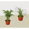 2 Palm Variety Pack / 4″ Pots / Live Plant / House Plant -Garden Leaf Shop 2palmvarietypack scaled 1