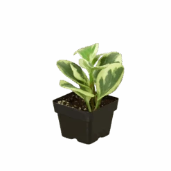 Peperomia ‘Marble’ -Garden Leaf Shop 3 PEPEROMIA MARBLE 1 removebg preview