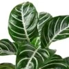 Zebra ‘Aphelandra’ -Garden Leaf Shop 30b3997d 1e19 51a8 826c 35c2b6d6641e