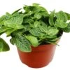 Fittonia ‘White Nerve Plant’ – 4″ Pot – NURSERY POT ONLY -Garden Leaf Shop 329a716e 60a2 5d98 9c41 4472c17f0c33 2a1fe340 d18f 4ffa 879e ef3dd8955921 scaled 1