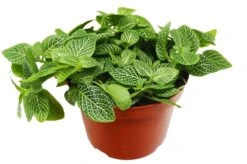 Fittonia ‘White Nerve Plant’ – 4″ Pot – NURSERY POT ONLY