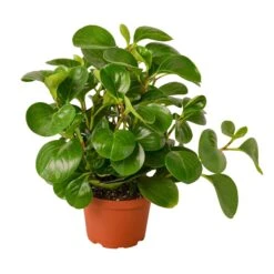 Peperomia Thailand -Garden Leaf Shop 32afc94f 854c 54f7 b5ae 78aef3c741a7 618c3e6a 665d 44d6 a036 8daf548b67a9