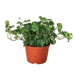 English Ivy Green California -Garden Leaf Shop 330737f4 3690 58ec ae4a 009a4dc88c38 5302d07b 7b6d 4bb9 85bc f5450094c0b1