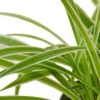 Spider Plant Reverse -Garden Leaf Shop 390d5d96 5820 5c65 bc62 bbd502fbe5ca