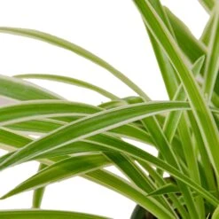 Spider Plant Reverse – 4″ Pot – NURSERY POT ONLY