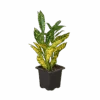 Croton ‘Gold Dust’ -Garden Leaf Shop 3 CROTON GOLD DUST 1 removebg preview 1