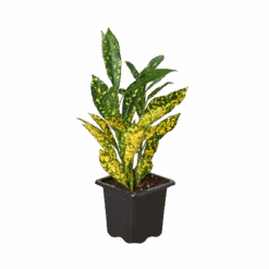 Croton ‘Gold Dust’