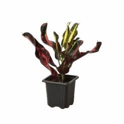 Croton ‘Mammy’ -Garden Leaf Shop 3 Croton Mammy 1