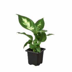 Dieffenbachia Camille -Garden Leaf Shop 3 DIEFFENBACHIA CAMILLE 1 removebg preview 1