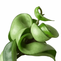 Hoya Rope Plant -Garden Leaf Shop 3 HOYA ROPE 2
